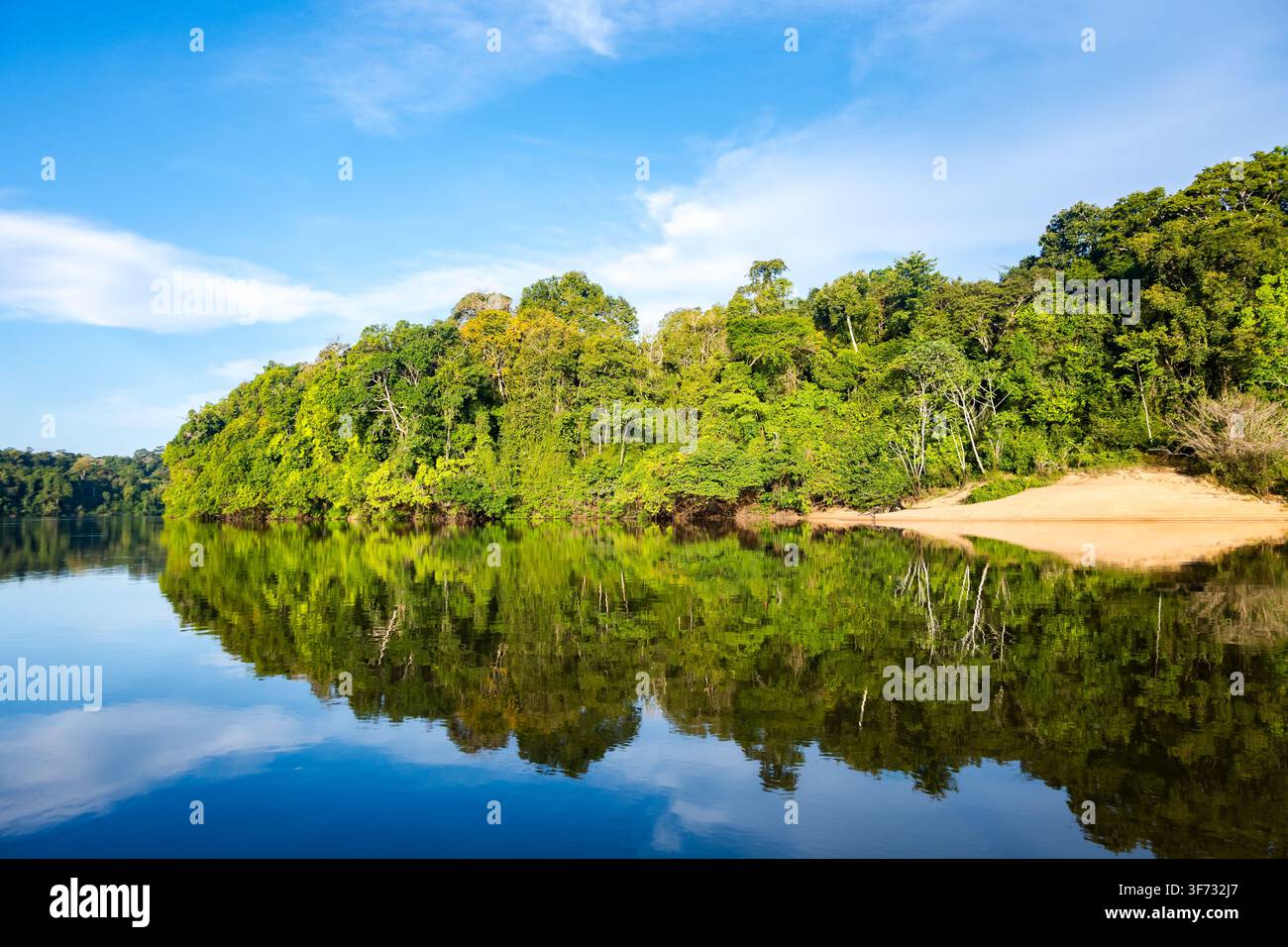 Foresta incontaminata lungo il Rio Aripuanã, un affluente del Rio Madeira nel bacino amazzonico. Amazonas, Brasile. Foto Stock
