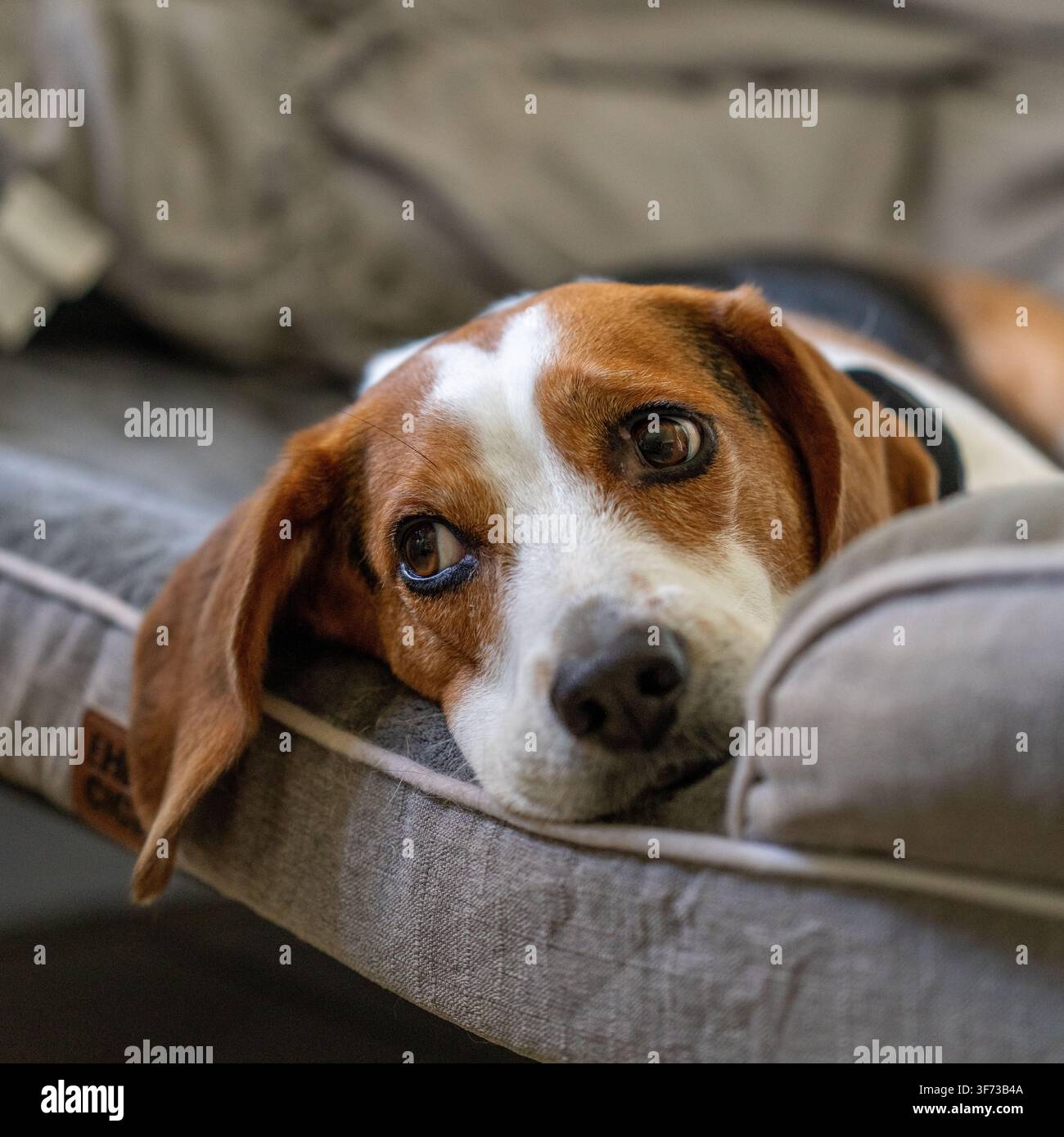 Un beagle marrone e bianco appoggia la testa su un morbido lettino per animali, guardando dolcemente con occhi marroni gentili. Foto Stock