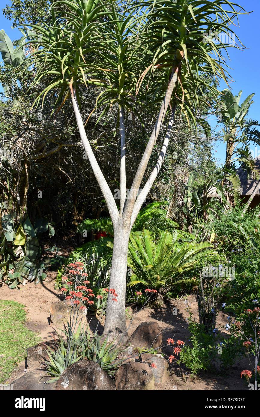 giardino esotico con Aloe maculata (aloe saponaria) con fiori rossi, Encephalartos cicade e Aloidendron barberae (aloe arboreo), Eswatini Foto Stock