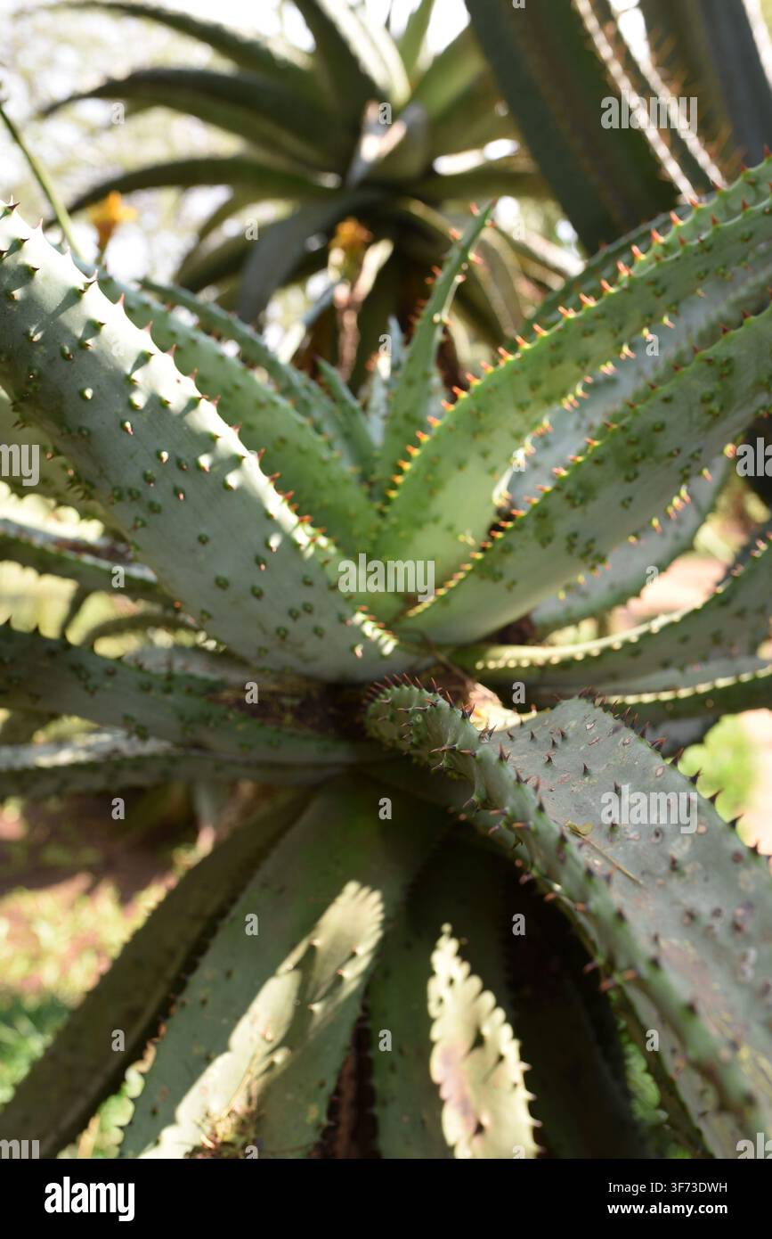 Aloe marlothii con foglie verdi e spinose Foto Stock
