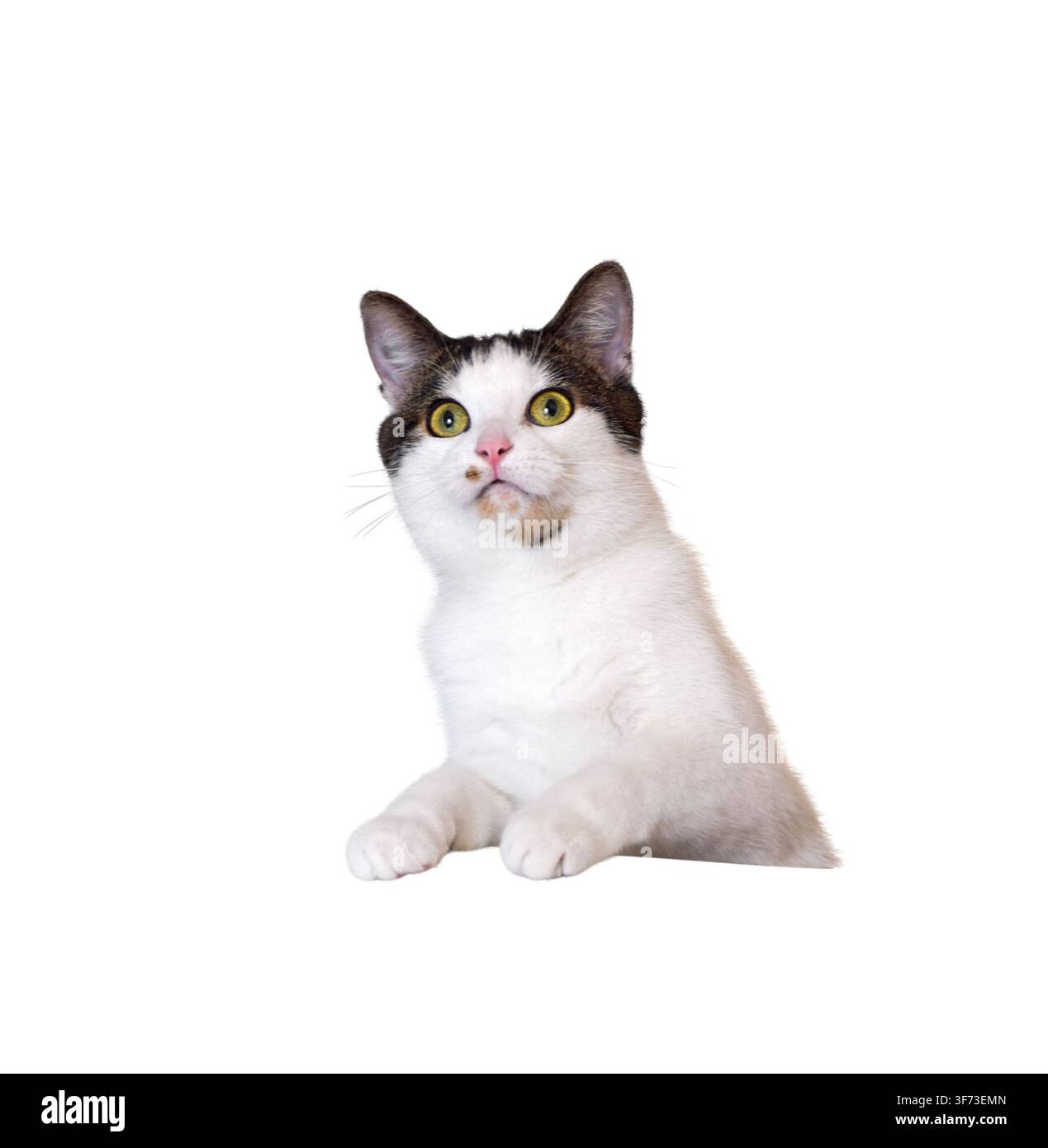 Scatto in studio all'altezza degli occhi di un gatto bianco con macchie tabby marroni e occhi giallo-verdi seduto e che guarda la fotocamera, ritaglio isolato su sfondo trasparente Foto Stock