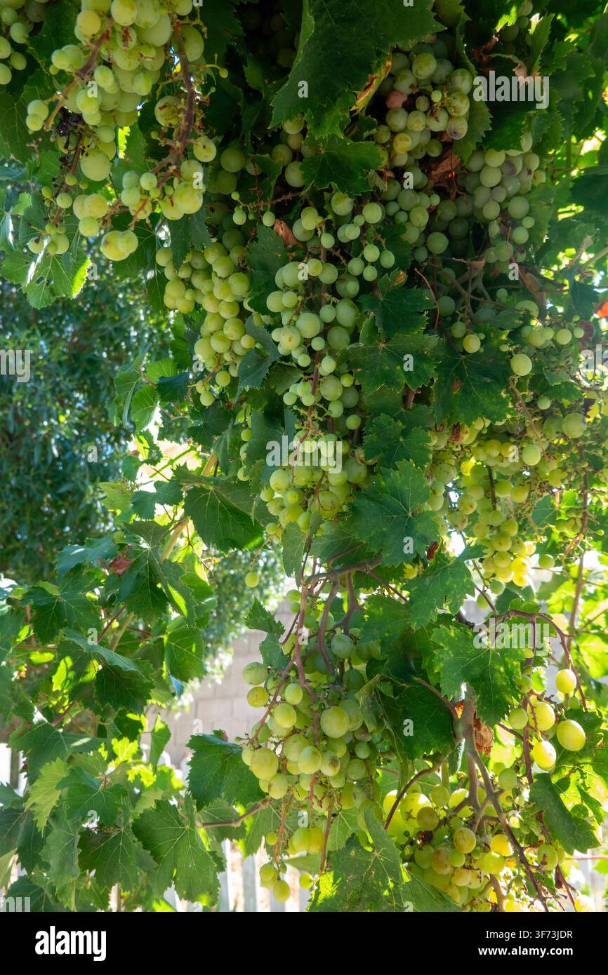 Abbondanti grappoli di uva verde che maturano sulla vite circondati da lussureggianti foglie di vite in un vigneto, scatto in primo piano. Foto Stock