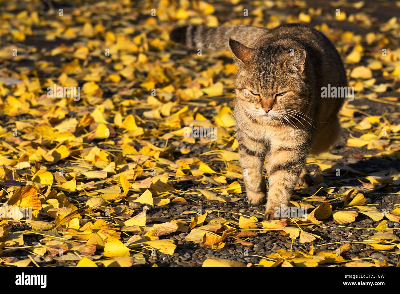 Gatto tigrato giapponese tranquillo che cammina tra foglie di ginkgo dorate in autunno Foto Stock