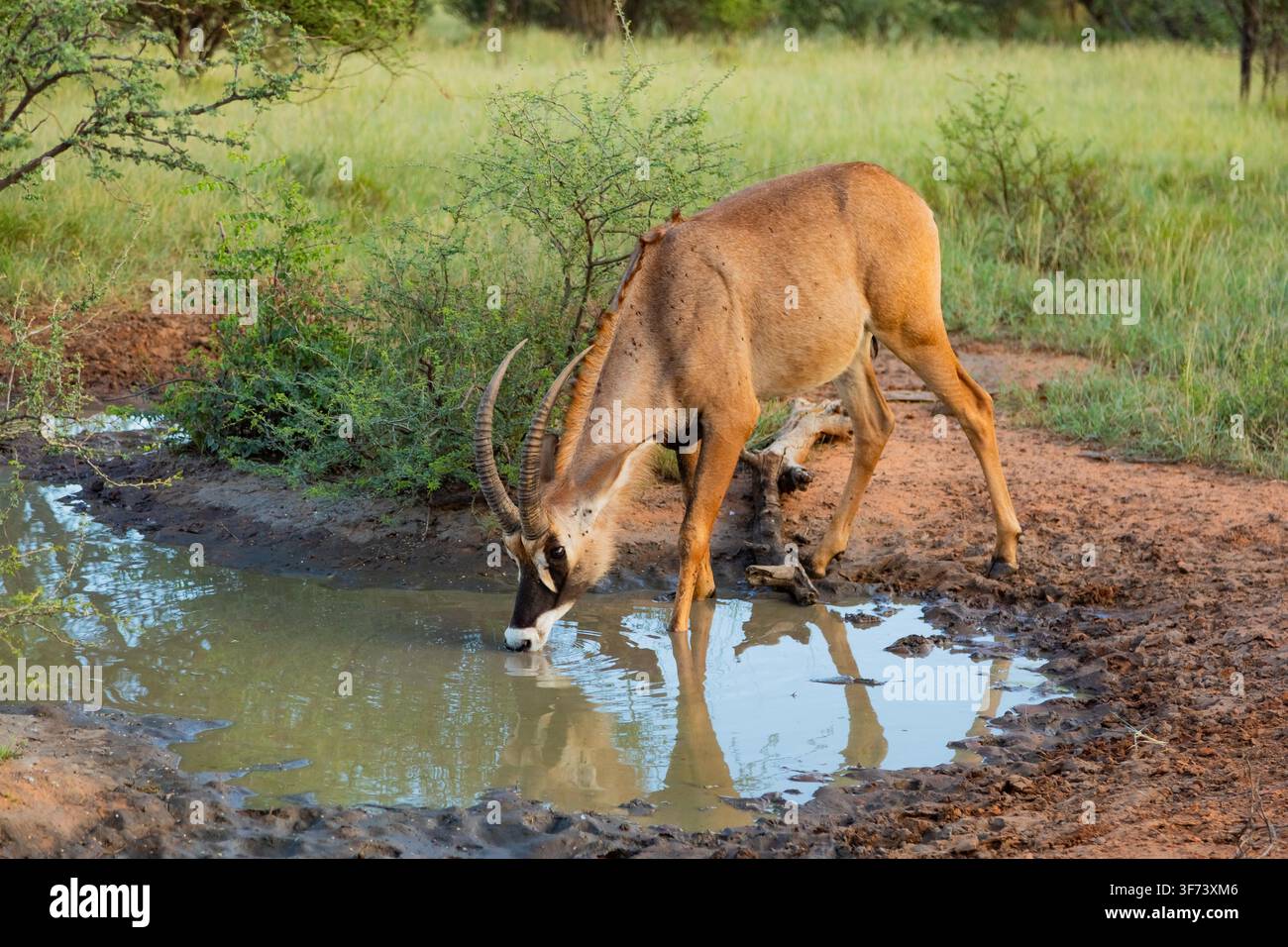 Roan Antelope in una piccola pozza d'acqua nella riserva naturale di caccia, Sudafrica Foto Stock