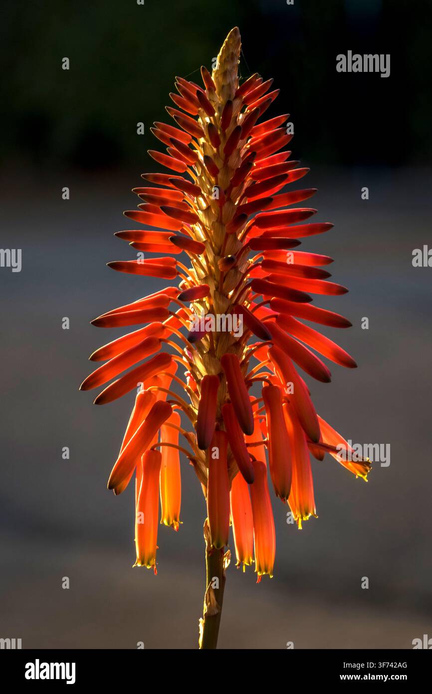 Un fiore di Aloe solitario in condizioni perfette, si erge come una fiamma in un giardino illuminato dal sole a Bulawayo, nello Zimbabwe. Foto Stock