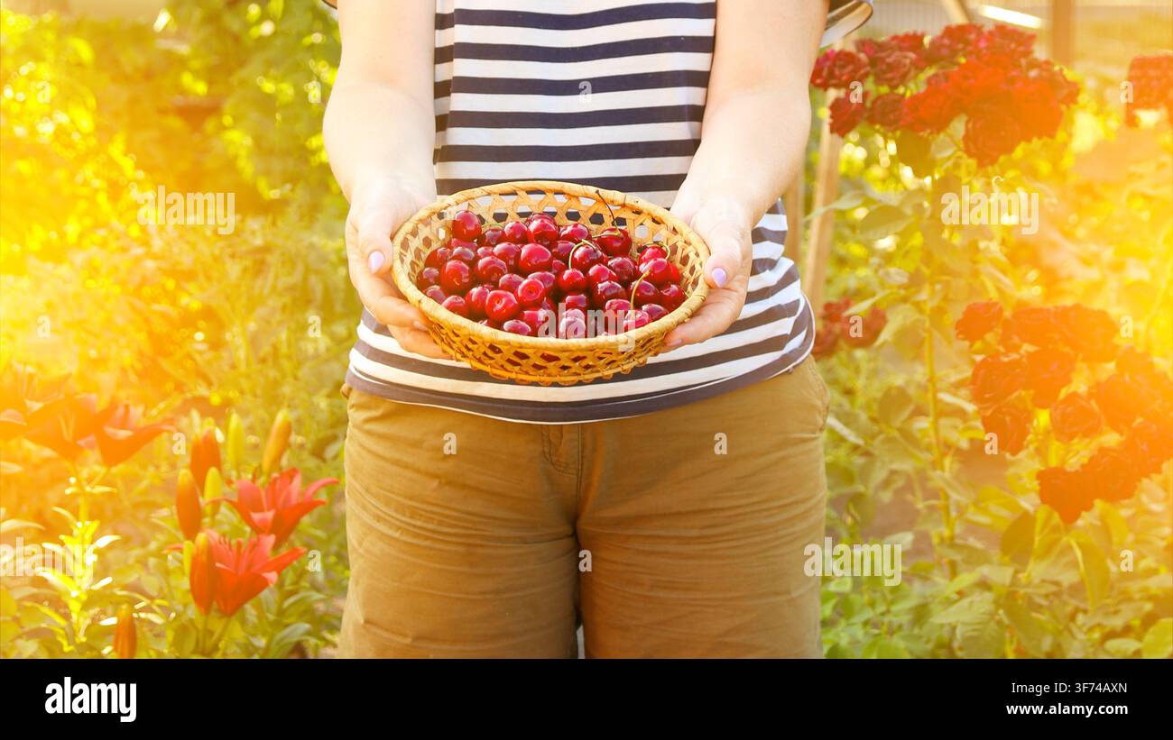 Donna che tiene un piccolo cesto di vimini pieno di ciliegie rosse appena raccolte in un giardino soleggiato. Raccolta, orticoltura, agricoltura estiva e freschezza Foto Stock