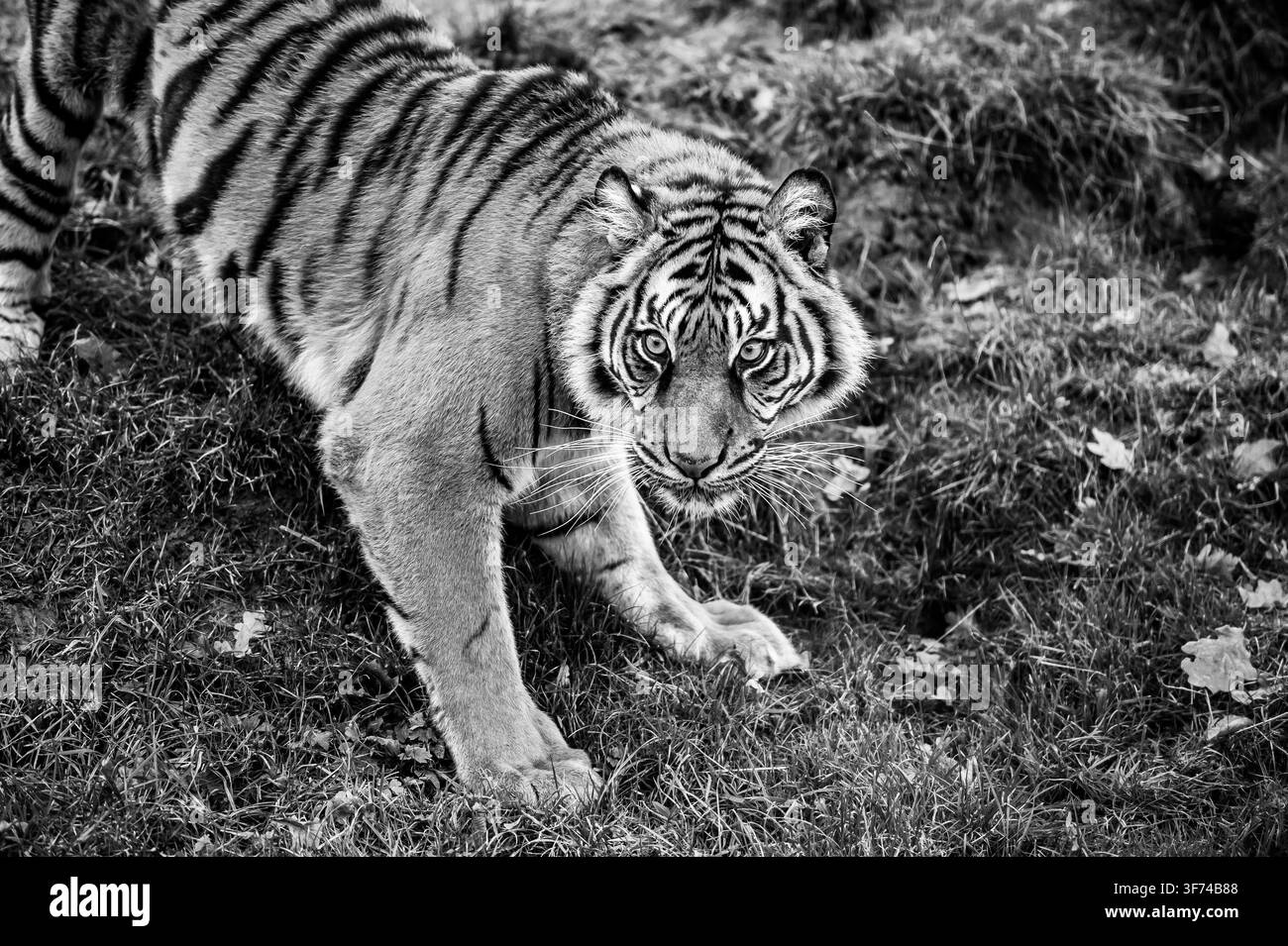 Vista monotona di un tigre accovacciato basso su terreno erboso con contatto visivo diretto e intenso Foto Stock
