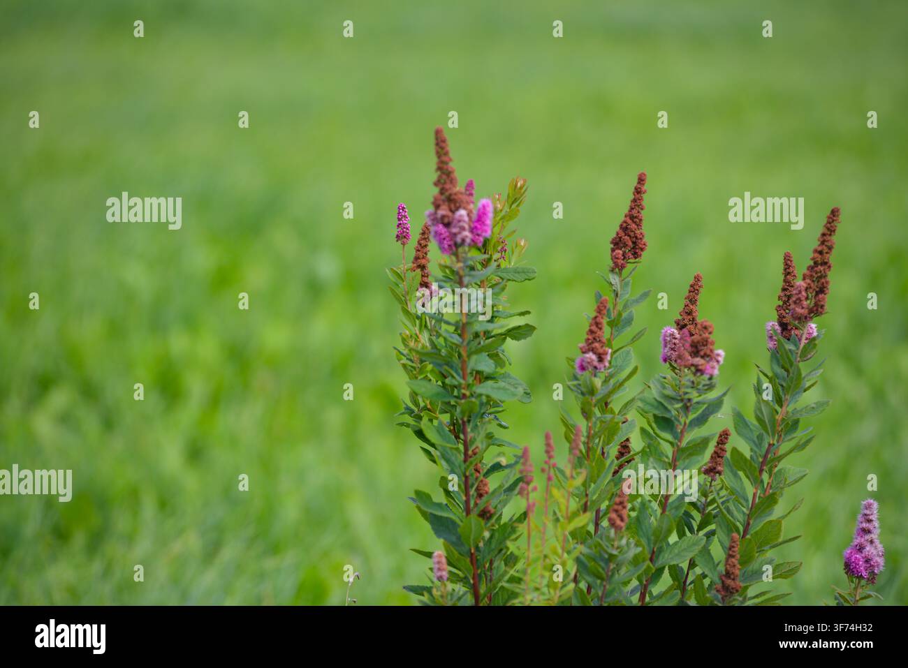 Piante selvatiche a fiore rosa si ergono sopra un prato verde sfocato, creando una scena naturale fresca con ampio spazio per testo per ambiente, botanica Foto Stock