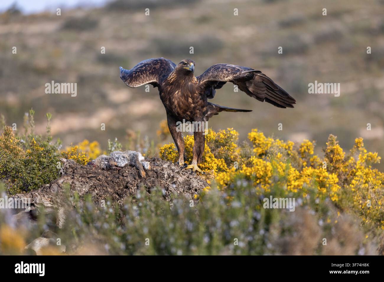 Aquila d'oro; Aquila chrysaetos; Spagna Foto Stock