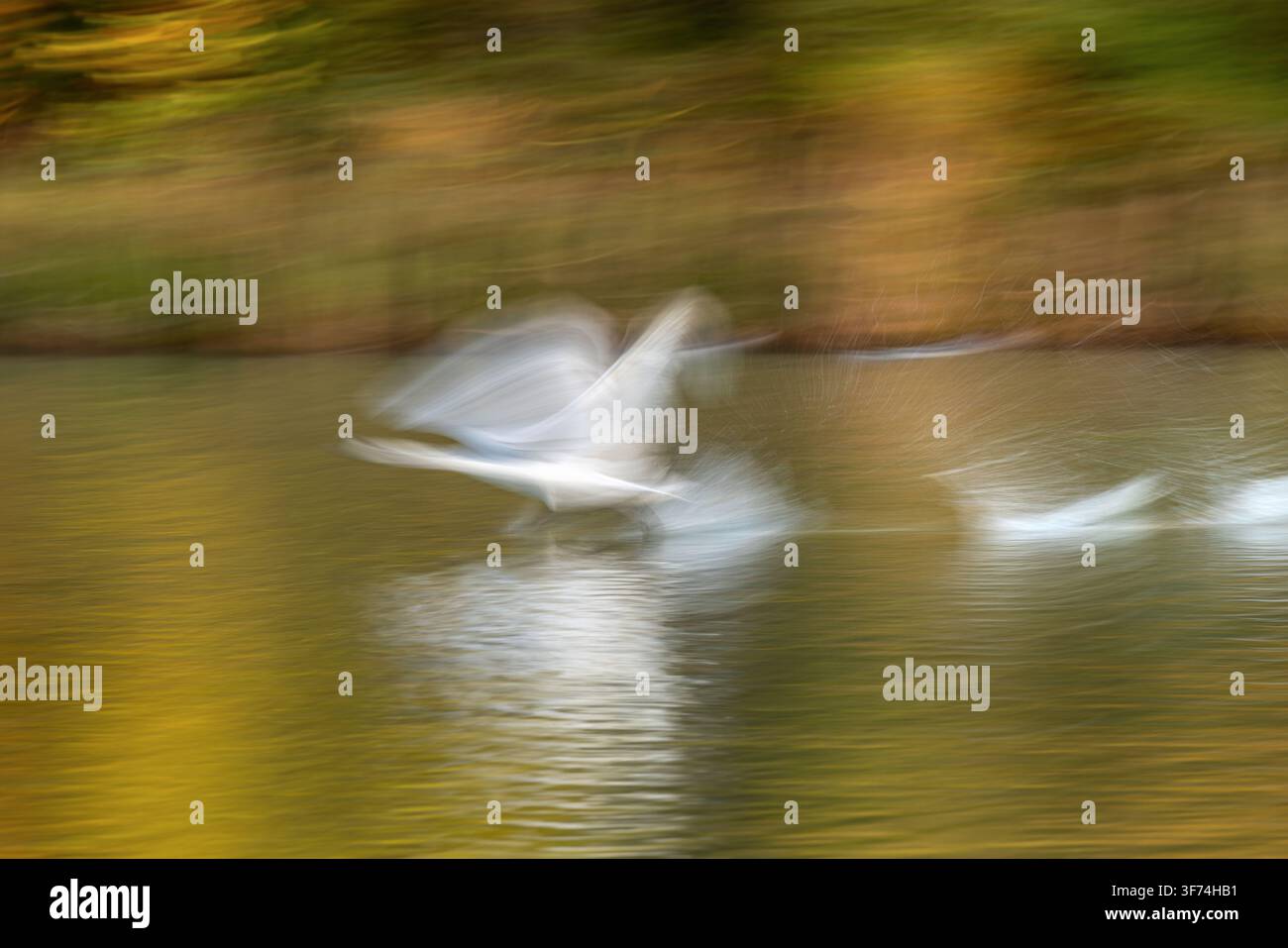 Mute Swan; Cygnus olor; in volo; movimento intenzionale della fotocamera; Regno Unito Foto Stock