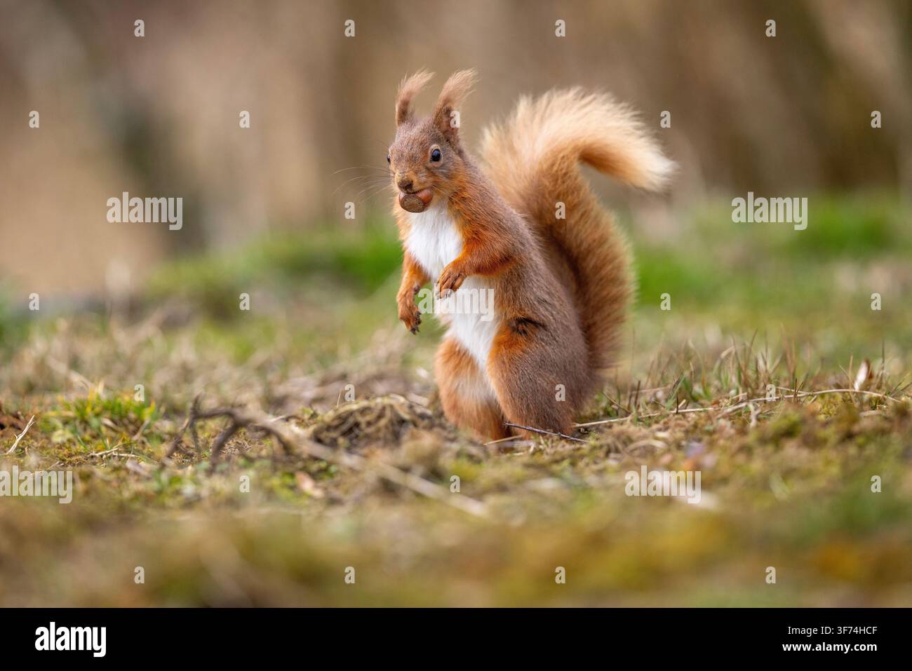 Scoiattolo rosso; Sciurus vulgaris; con nocciola; UK Foto Stock