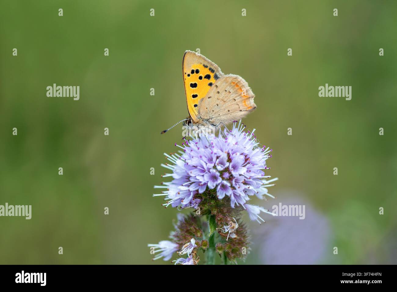 Piccola farfalla di rame; Lycaena phlaeas; su menta acquatica; UK Foto Stock