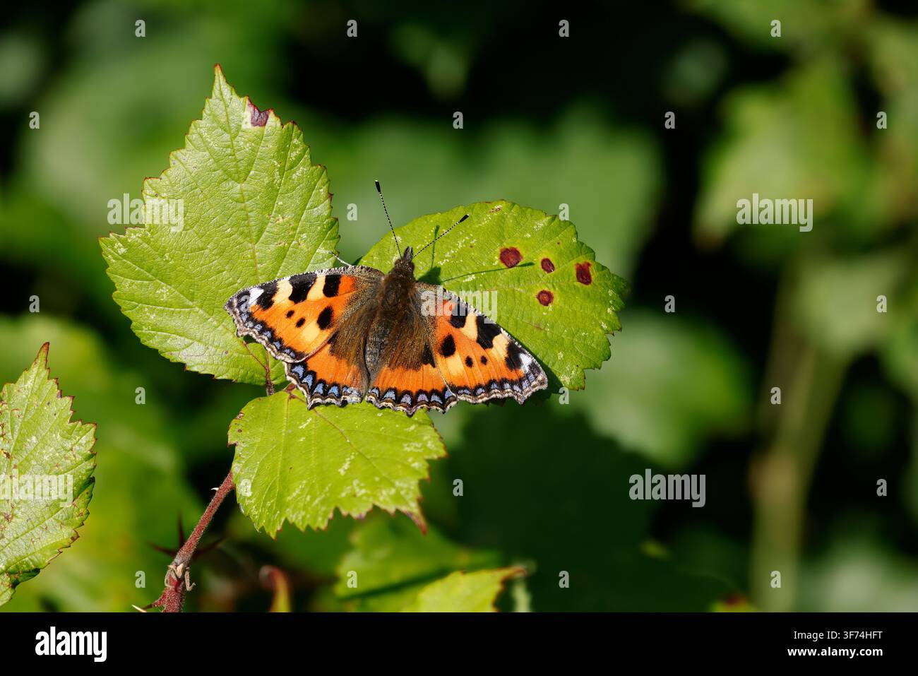 Piccolo farfalla dal mantello a tartaruga; Aglais urticae; Regno Unito Foto Stock