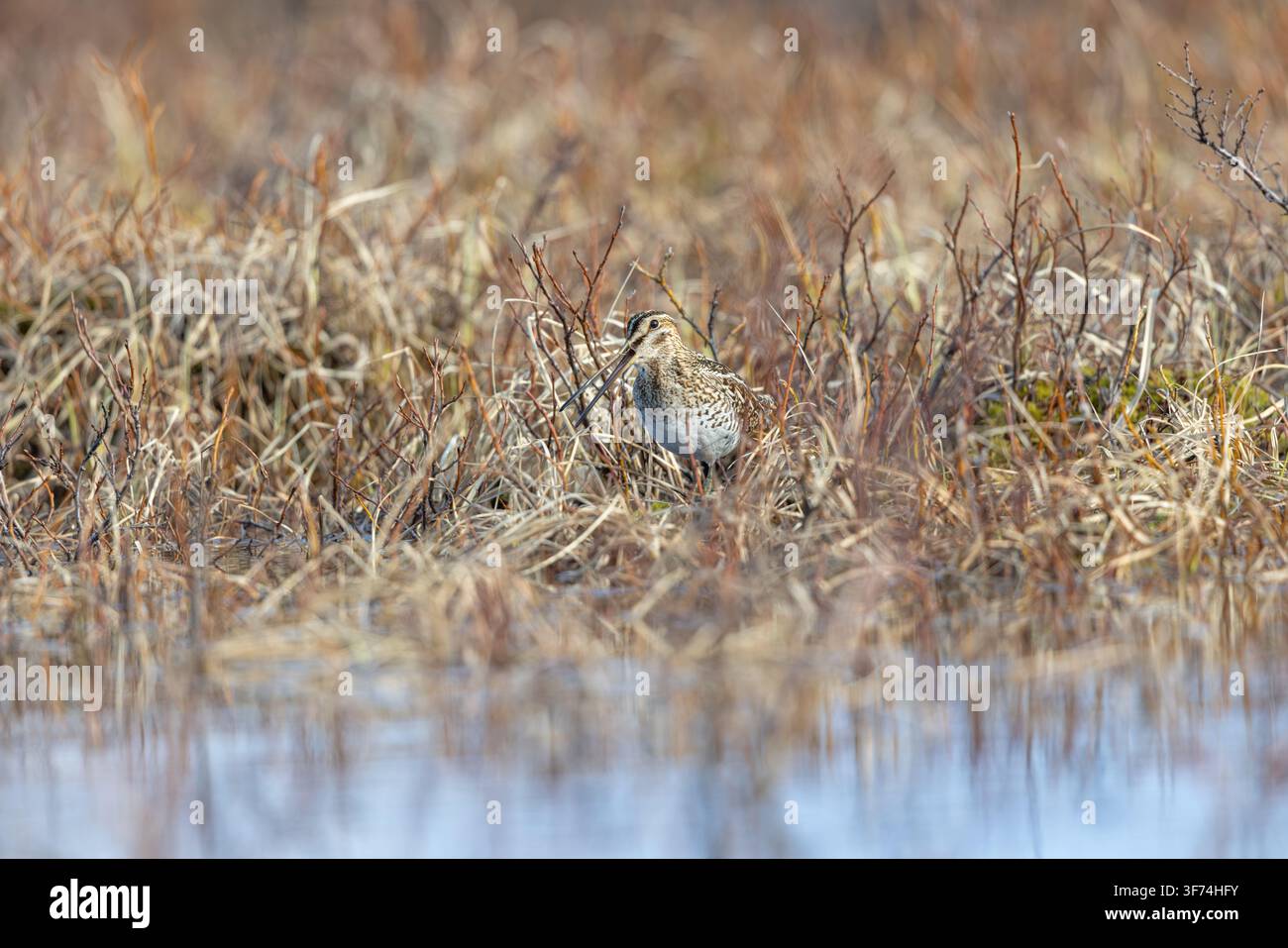 Snipe; Gallinago gallinago; Regno Unito Foto Stock