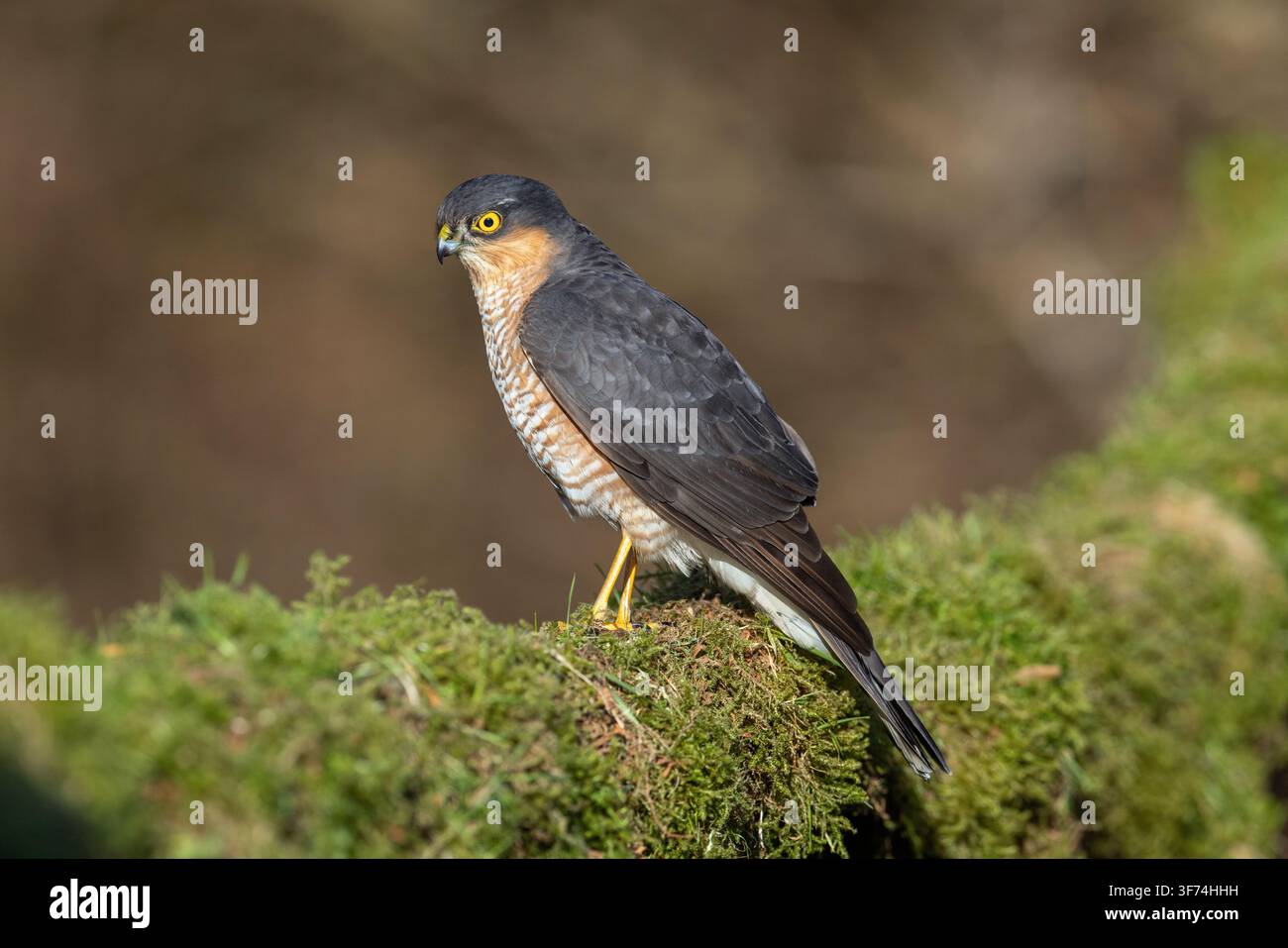 Sparrowhawk; Accipiter nisus; maschio; Regno Unito Foto Stock
