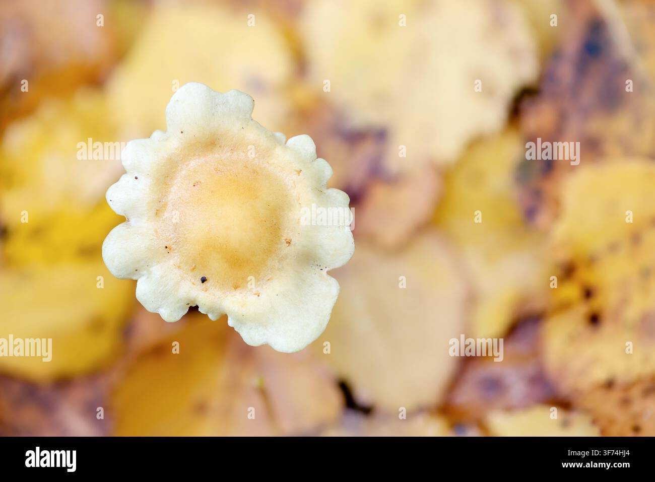 Tuft di zolfo Fungus; Hypholoma fasciculare; UK Foto Stock