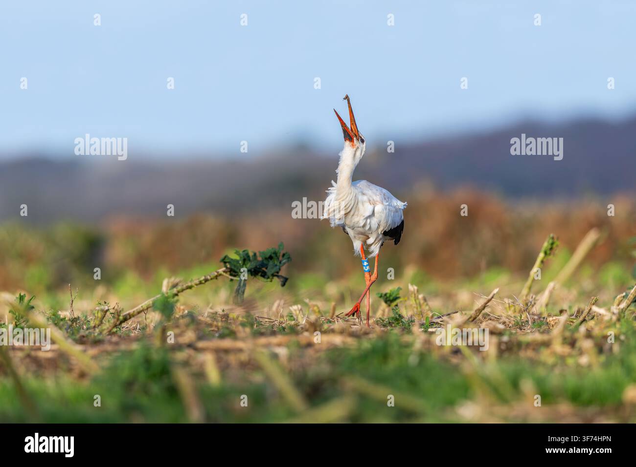 Ciconia bianca; Ciconia ciconia; Mangiare; Regno Unito Foto Stock