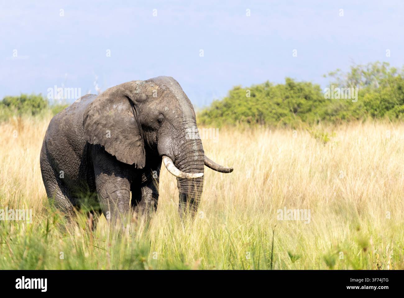 Elefante africano in piedi nella luce dorata Foto Stock