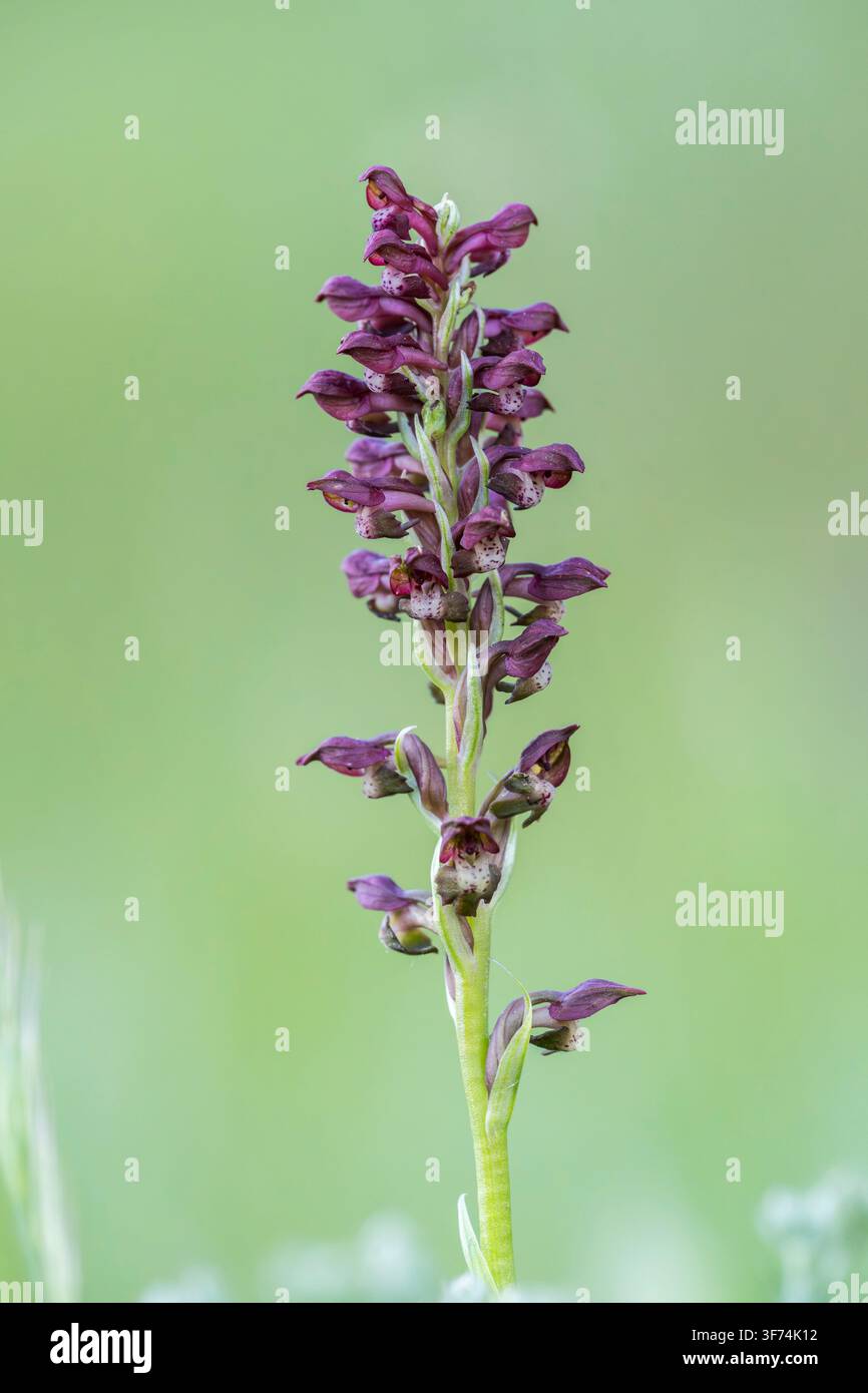 Fiore di orchidea Bug, Anacamptis coriophora, Bulgaria Foto Stock