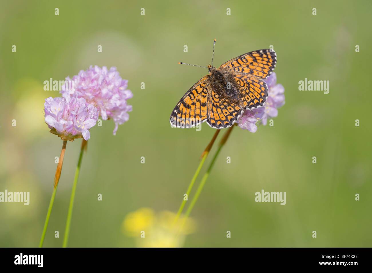 Farfalla Glanville, Melitaea cinxia, Bulgaria Foto Stock