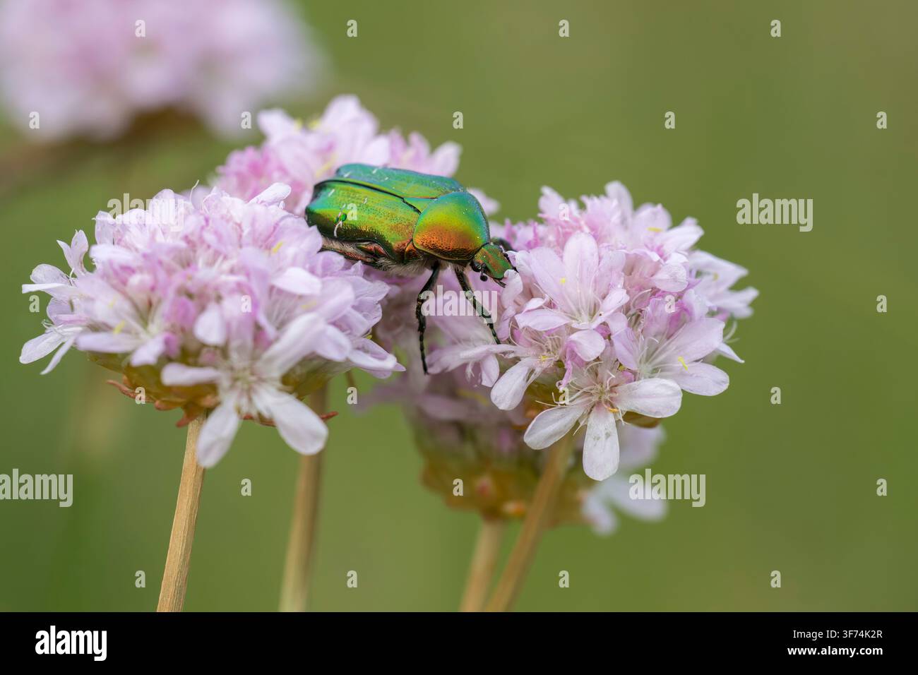 Scarabeo rosa, Cetonia aurata, Bulgaria Foto Stock