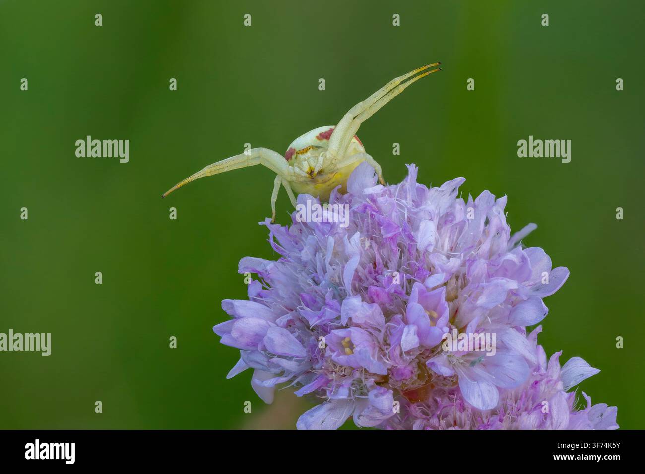 Ragno granchio della verga d’oro, Misumena vatia, Bulgaria Foto Stock
