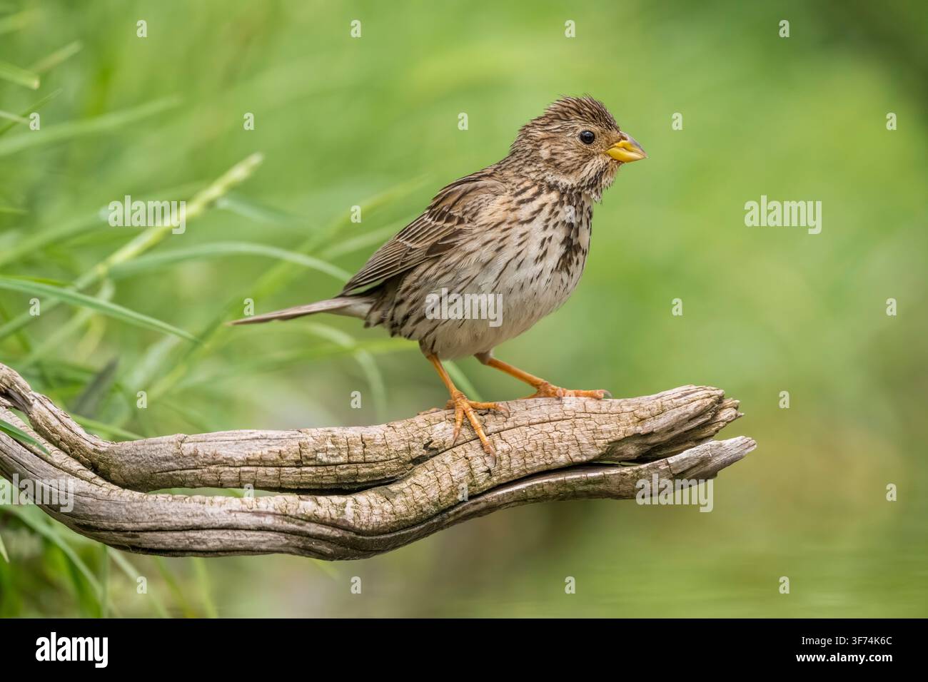 Allodola di campo, Emberiza calandra, Bulgaria Foto Stock