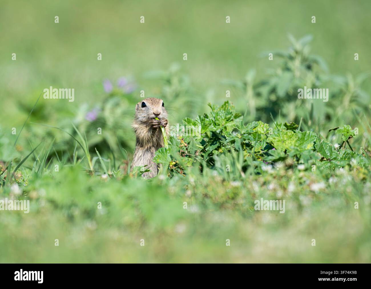 Souslik, Scoiattolo terraglio europeo, Spermophilus citellus, Bulgaria Foto Stock