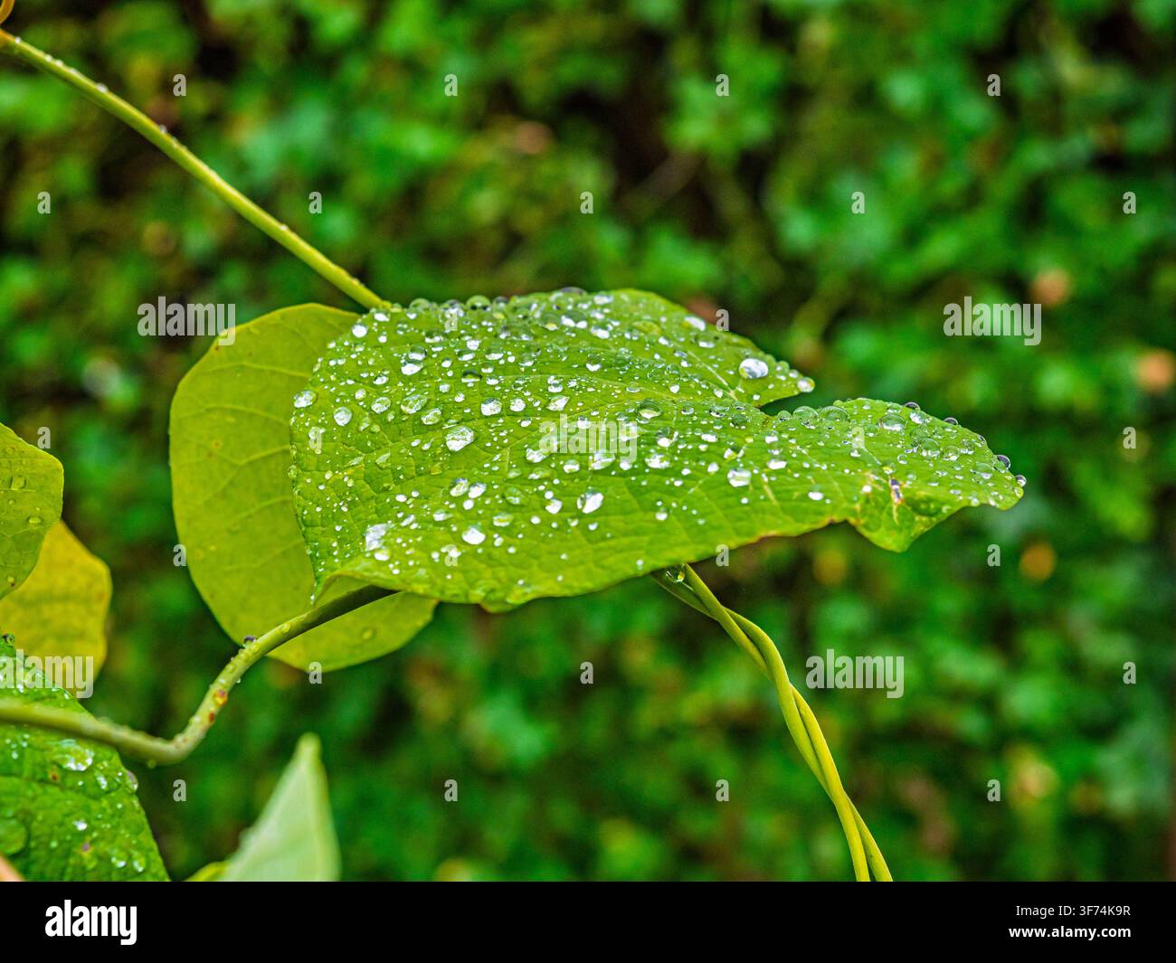 Foglia verde fresca ricoperta da numerose gocce d'acqua a Coesfeld, Germania Foto Stock