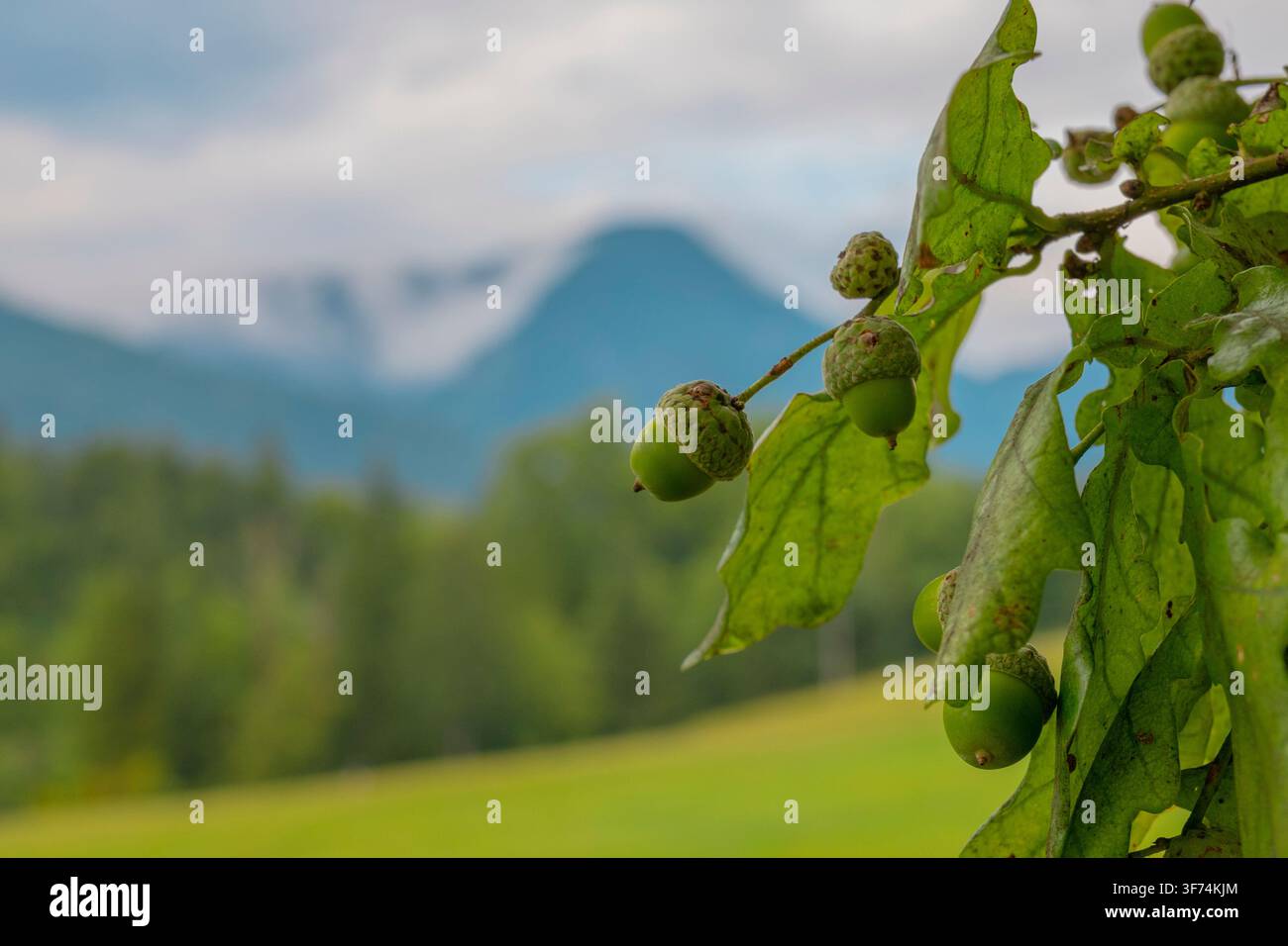 Una vista ravvicinata di ghiande verdi e foglie di quercia si staglia in primo piano su uno sfondo sfocato di prato, foresta e montagne lontane. Foto Stock
