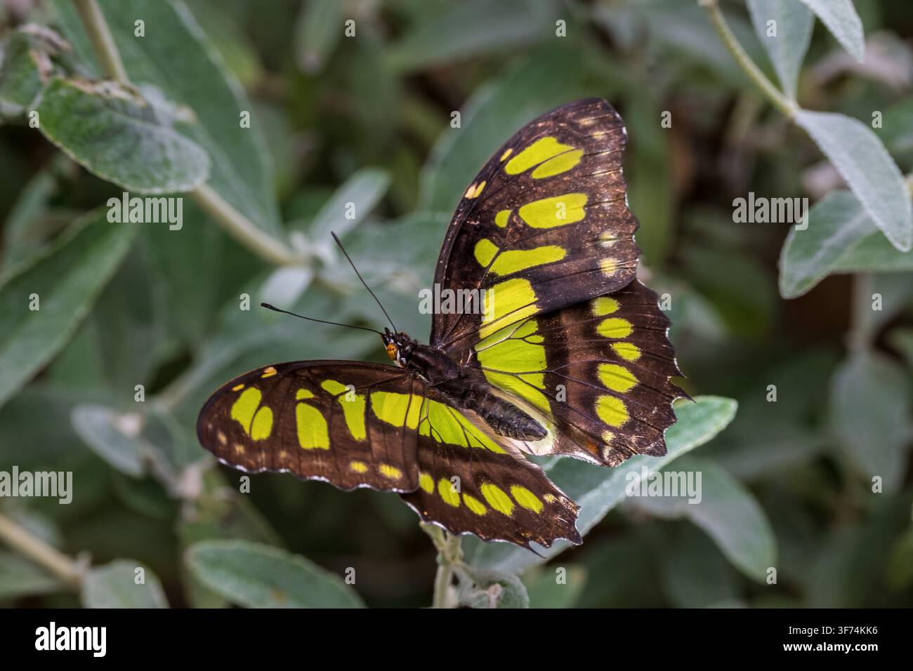 Farfalla di malachite, Siproeta stelenes, appollaiata su fogliame verde con ali verde e scuro a motivi distintivi. Foto Stock