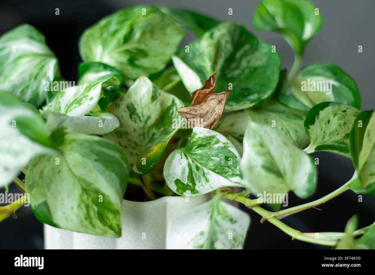 Piante pothos variegata verde e bianca con foglie sane e una foglia secca in un vaso di ceramica bianco su una superficie scura Foto Stock