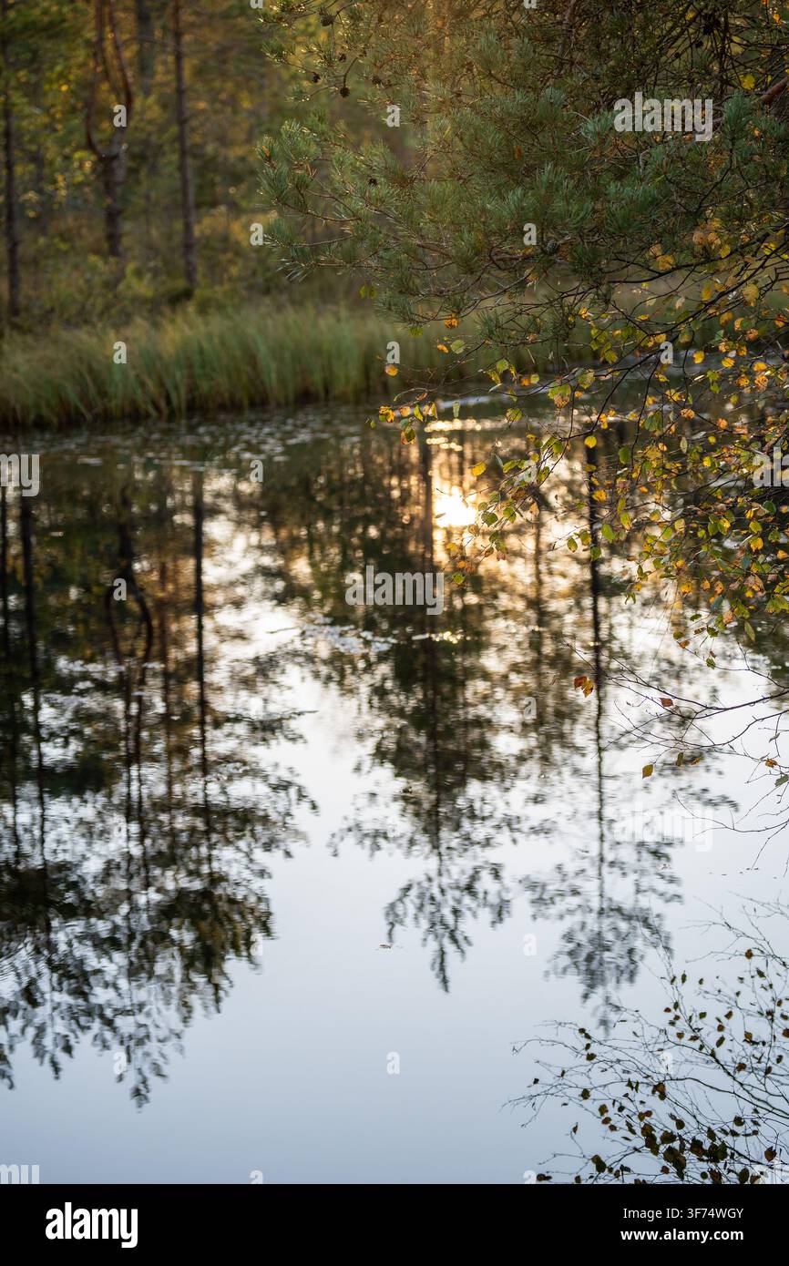 Paesaggio autunnale di uno stagno con riflessi circondato da una foresta di pini e betulle in autunno al tramonto Foto Stock
