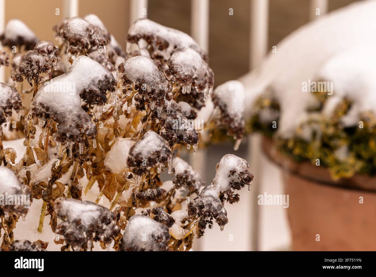 Fiori di giardino appassiti congelati in condizioni meteorologiche nevose Foto Stock