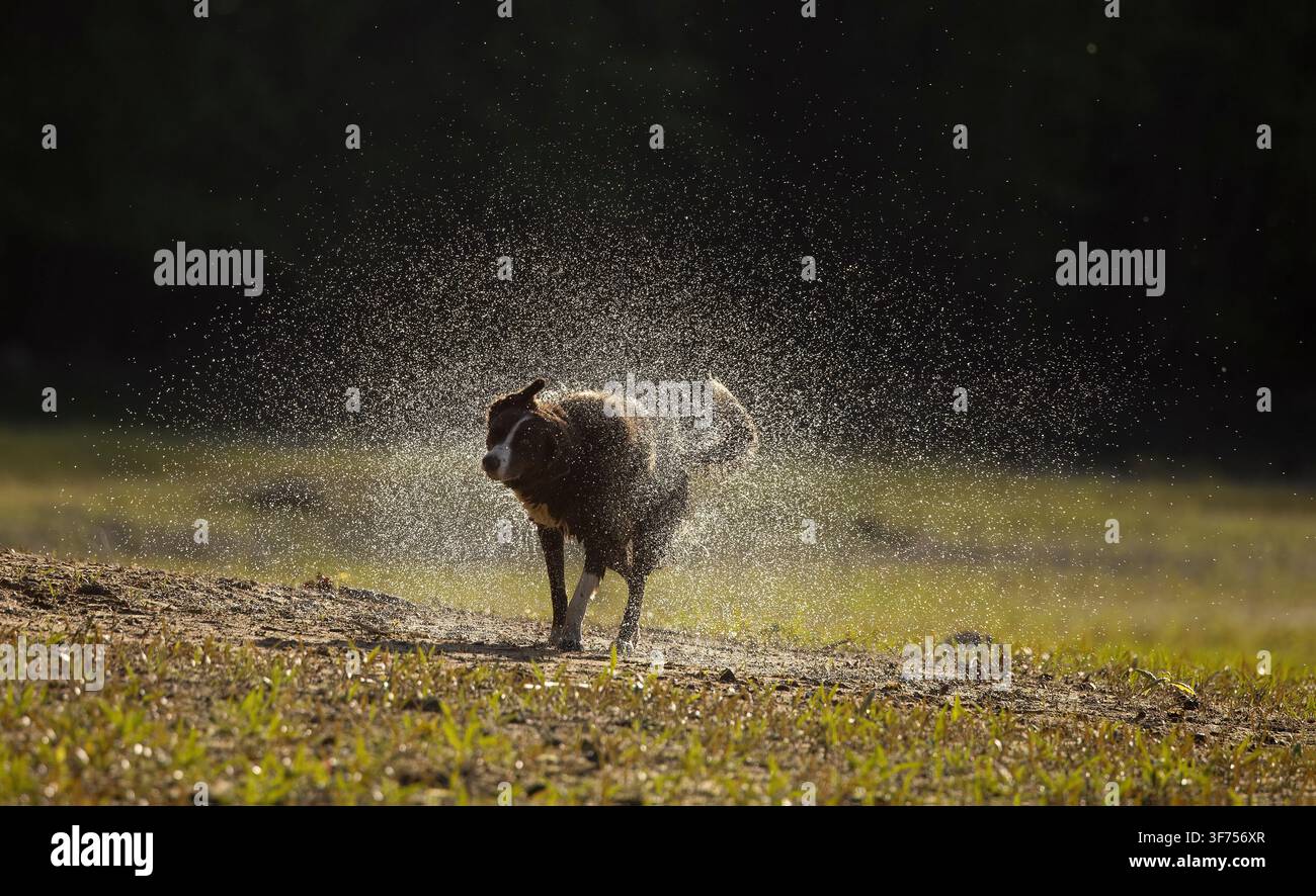 Border collie cioccolato, Maryland, che si scrolla l'acqua di dosso Foto Stock