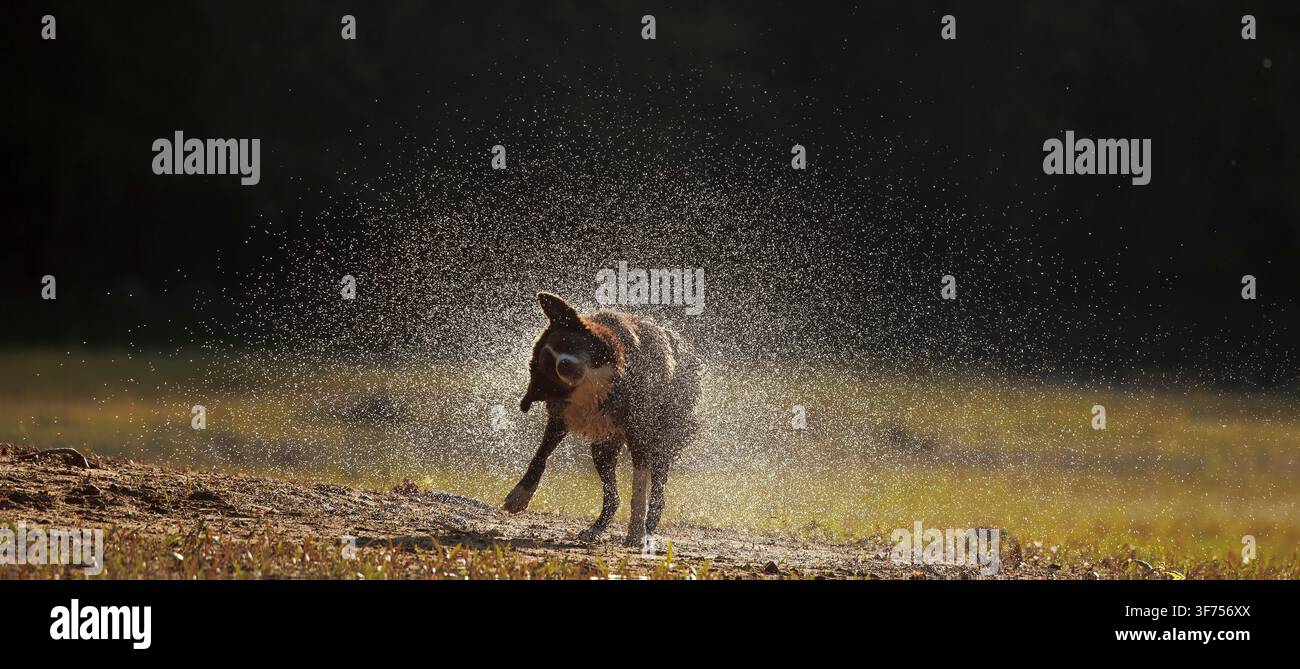 Border collie cioccolato, Maryland, che si scrolla l'acqua di dosso Foto Stock