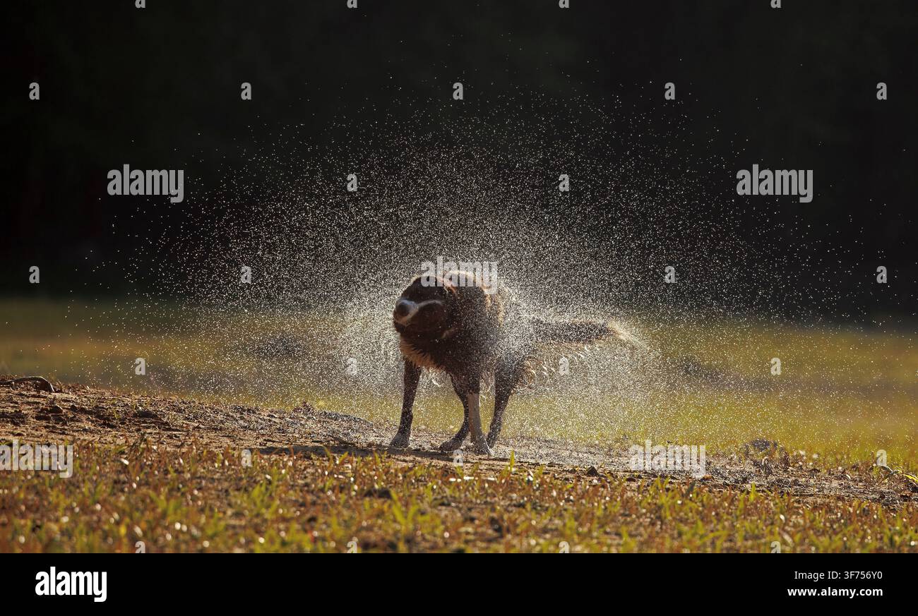 Border collie color cioccolato, che si scrolla l'acqua di dosso, Maryland Foto Stock