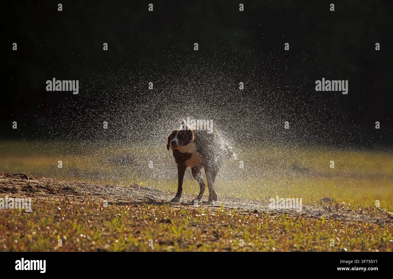 Border collie color cioccolato, che si scrolla l'acqua di dosso, Maryland Foto Stock