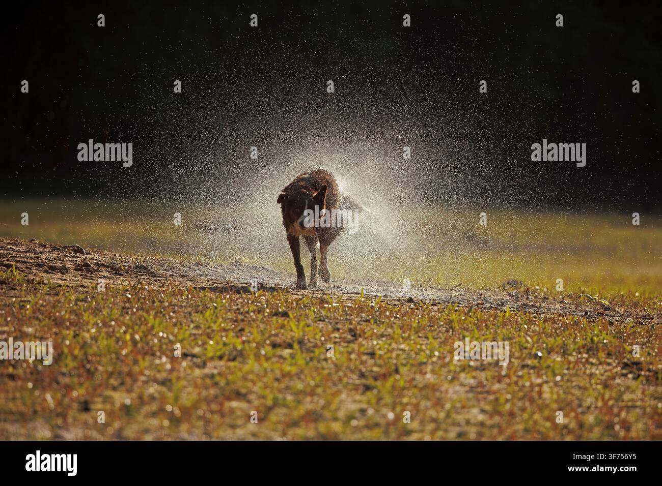 Border collie color cioccolato, che si scrolla l'acqua di dosso, Maryland Foto Stock