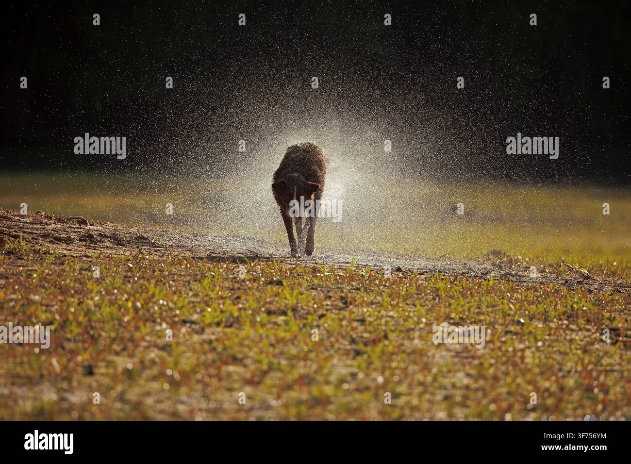 Border collie cioccolato, Maryland, che si scrolla l'acqua di dosso Foto Stock