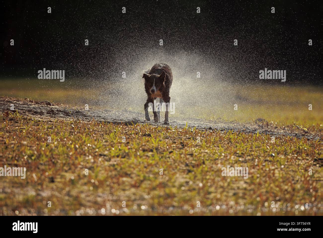 Border collie cioccolato, Maryland, che si scrolla l'acqua di dosso Foto Stock