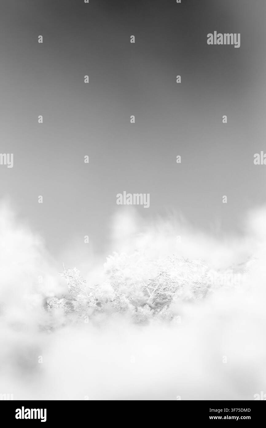 Dettagliati fiocchi di neve cristallini e delicati appoggiati su una superficie morbida e strutturata, schemi geometrici intricati su uno sfondo grigio sfocato che creano un Foto Stock