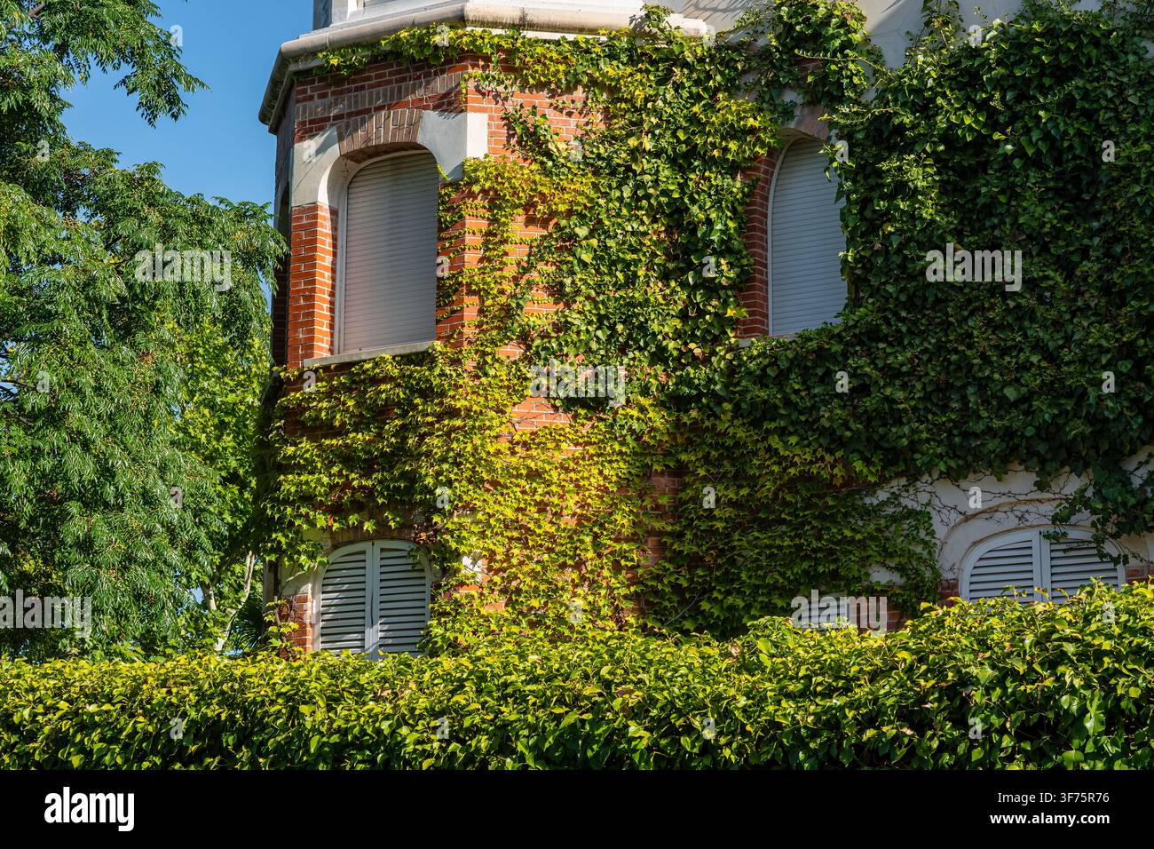 Facciata residenziale in mattoni rossi ricoperta di edera con finestre ad arco circondate da una vegetazione lussureggiante Foto Stock