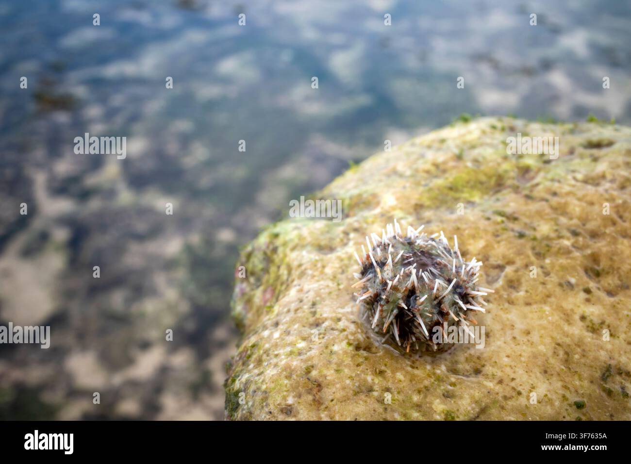 Un giovane riccio di mare o Echinoidea sulla spiaggia, in un paese tropicale. Foto Stock