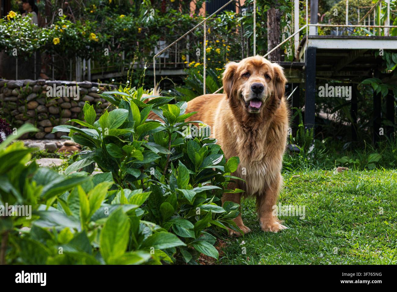 Golden Retriever in piedi su prato verde Foto Stock