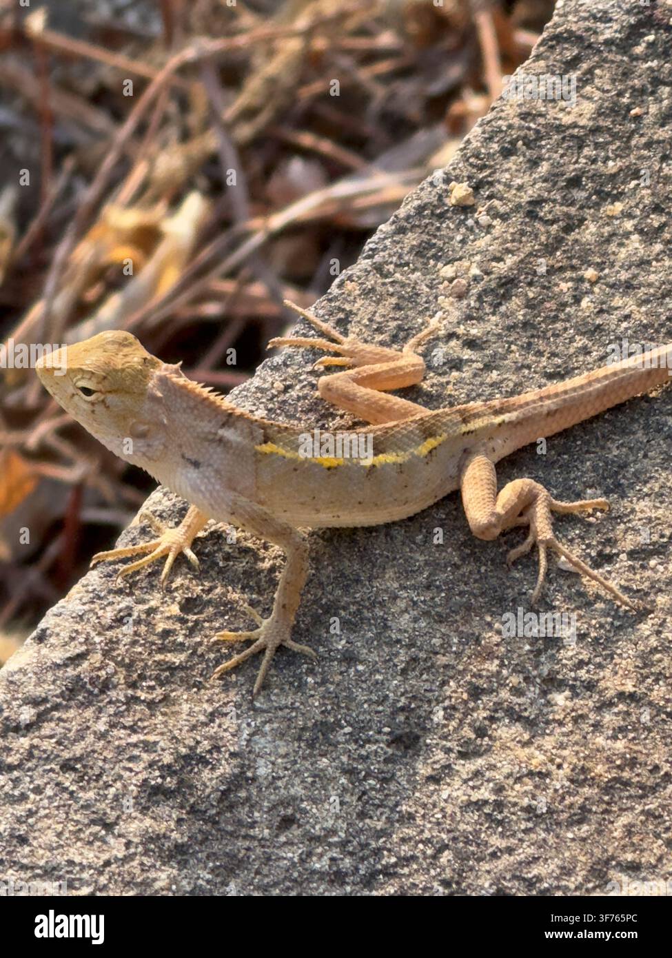 Lucertola marrone da giardino che riposa su un muro di pietra in cemento alla luce del sole. Un piccolo rettile selvatico che si crogiola all'aperto su una roccia ruvida. Scena naturale della fauna selvatica - Immagine stock catturata con smartphone