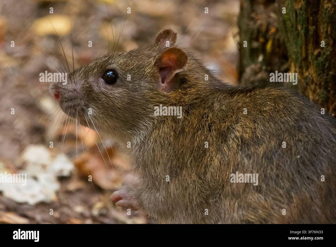 Topo marrone selvatico, Rattus norvegicus, alla ricerca di cibo nel sottobosco. Il suo folto pelo grigio-marrone è chiaramente visibile, insieme al suo orecchio rotondo da orso Foto Stock