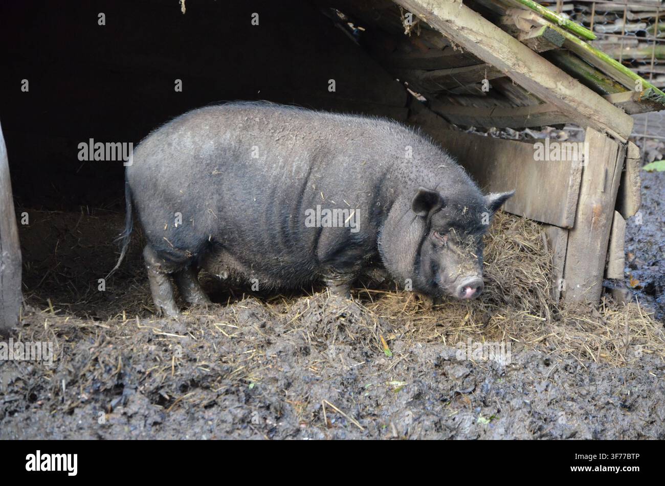 Maiale pot-bellied vietnamita in piedi in un rifugio rustico nel villaggio ecologico di Agostyán, Ungheria... Foto Stock