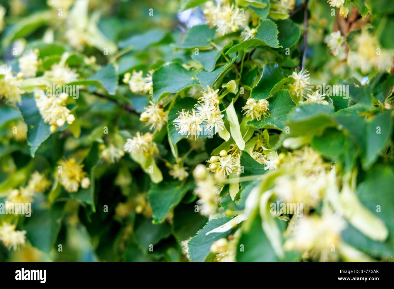 Cluster denso di fiori di tiglio gialli fragranti e foglie verdi che riempiono il quadro in un ambiente esterno soleggiato. Foto Stock