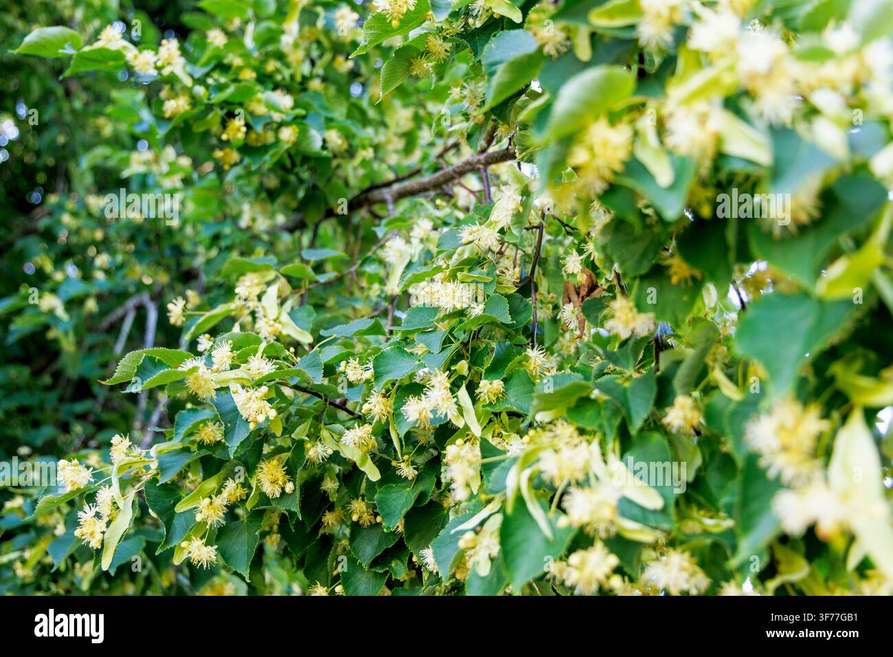 Primo piano di fiori di tiglio gialli aromatici appesi a rami verdi e frondosi durante l'estate Foto Stock